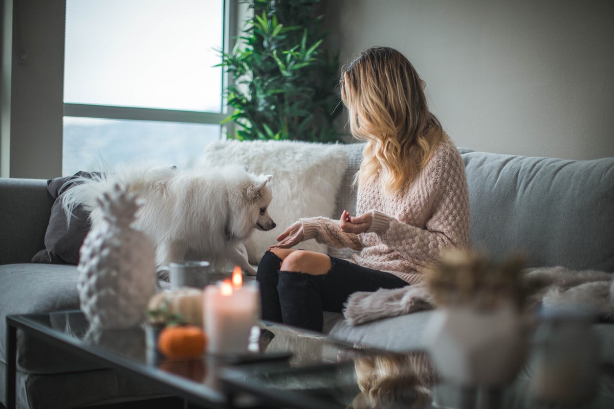 A dog relaxing comfortably during a dog sitting stay with Dogs and Fairy Tails