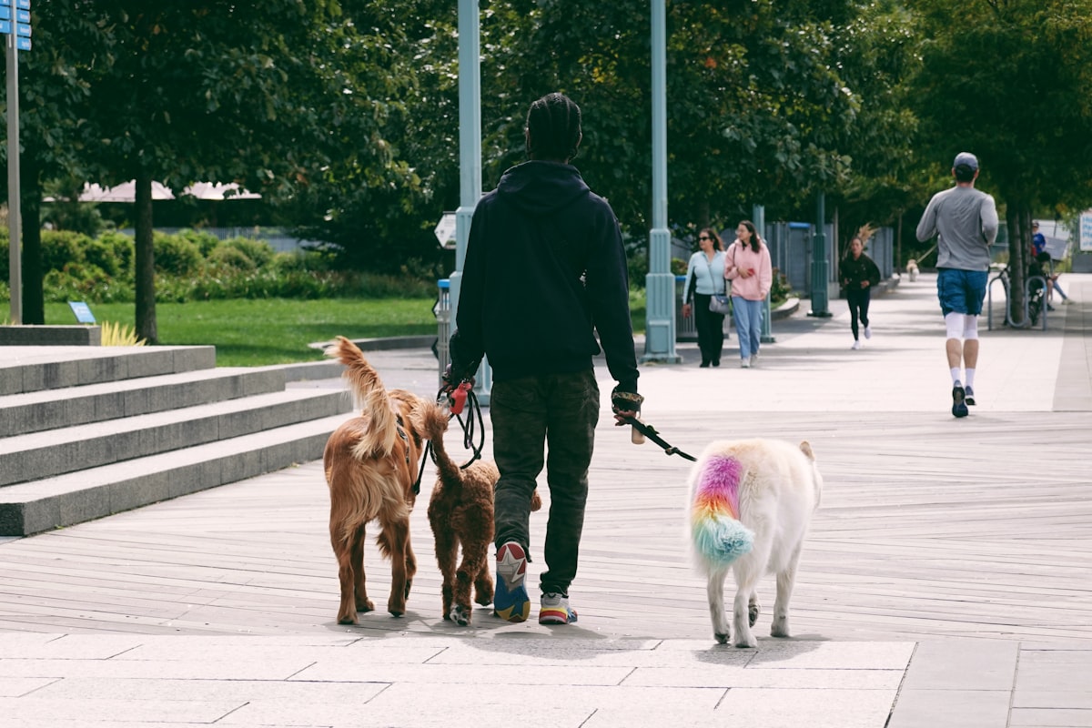 A small group of dogs enjoying a walk together in Somerset